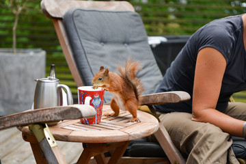 coffee break with squirrel