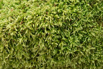 Green moss background