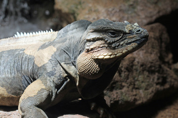 TIERE_3873_Nashornleguan