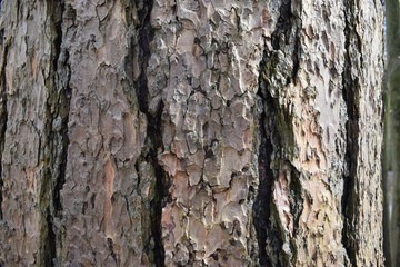 Closeup of a brown tree bark