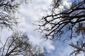 Big trees photographed from below on a sunny day in Kassel, Germany