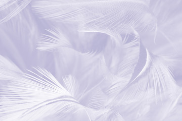 Obraz premium Violet color trends bird feather texture background 