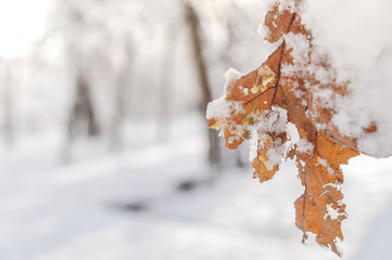 Red dry leaf with snow frozen winter season and forest shallow field