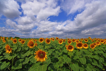 Vibrant sunflower field wide angle landscape panorama with white clouds and blue sky