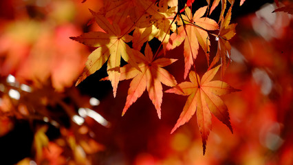 紅葉