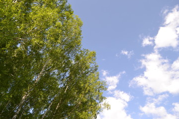 небо над березами