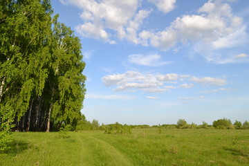 поле, березы, небо