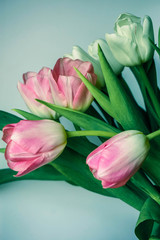 bouquet of pink and white tulips