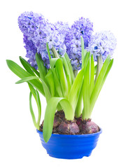 Hyacinth fresh flowers