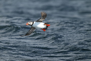 Atlantic Puffin or Common Puffin, Fratercula arctica, Norway