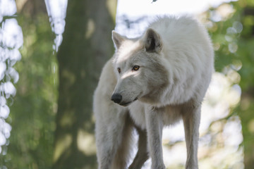 Weisse Wolf