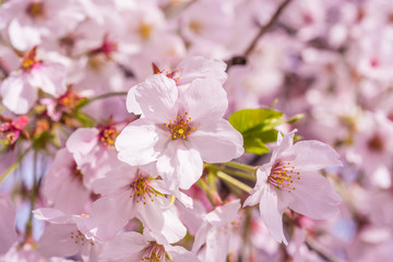 Close up of Perfect Sakura Cherry Blossoms 