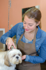 cutting the dog's coat