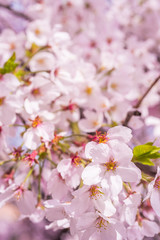 Close up of Perfect Sakura Cherry Blossoms 
