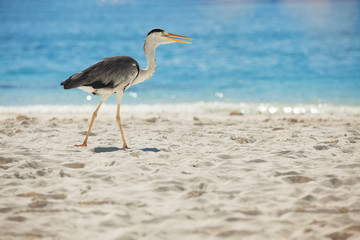 Grey Heron on the tropical beach. White sand and crystal-blue sea. Ocean water nature, beach relax. Summer sea vacation. Bird on Maldives beach background. Sunrise