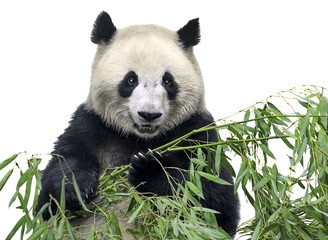 Isolated panda. Big panda bear holding a bunch of bamboo branches with leaves isolated on white...