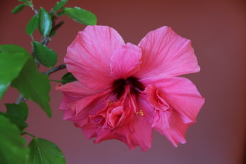 Hibiskusblüte in pink vor Hintergrund in orange © contadora1999