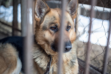 A big sad shepherd in an old aviary.