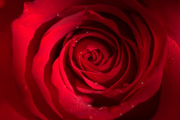 Flower, Red Rose, Macro