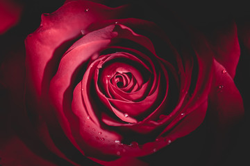Flower, Red Rose, Macro