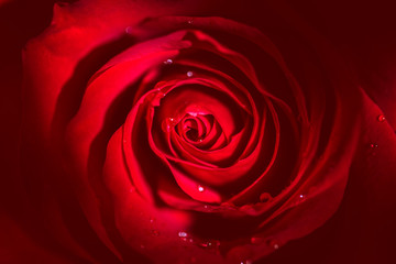 Flower, Red Rose, Macro