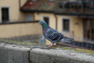 City doves close-up