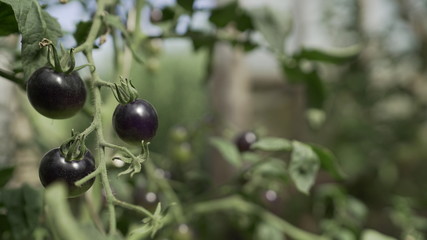 Black tomatoes grow in a greenhouse.  Vegetables grow in the greenhouse