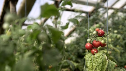 Red small tomatoes grow in a greenhouse	