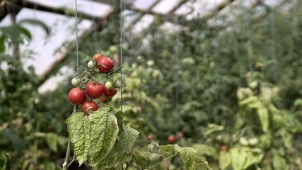 Red small tomatoes grow in a greenhouse	