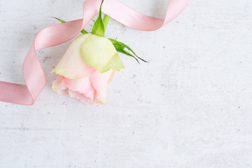 Pink rose flowers