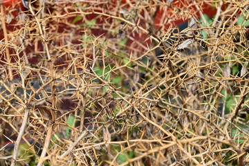 Thorn Bush Background