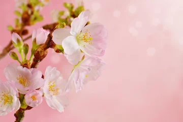 Foto auf Acrylglas Lila Sakura blossom closed up springtime template background