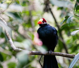Violet Turaco bird perched in a tree