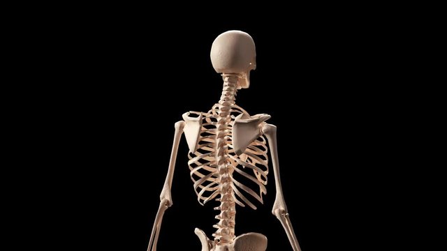 rotating skeleton render 3D