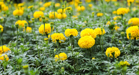 Marigold are yellow flowers and beautiful .