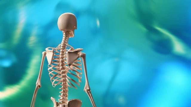 rotating skeleton render 3D
