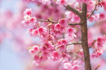 Fototapeta na wymiar Close up pink Sakura flowers or Cherry blossom blooming on tree in springtime with blue sky