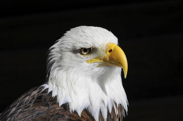 Weißkopfseeadler (Haliaeetus leucocephalus), Vorkommen in Nordamerika, captive, Deutschland, Europa