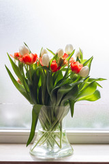 Tulips in glass jar on the windowsill. Red and white tulips. Window, light. 
