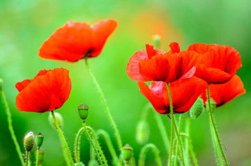 Obraz premium poppy closeup red green bokeh