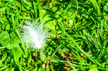 white feather in grass