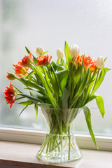 Tulips in glass jar on the windowsill. Red and white tulips. Window, light. 

