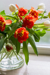 Tulips in glass jar on the windowsill. Red and white tulips. Window, light. 
