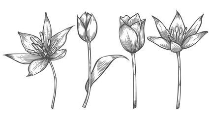 Flower illustration set