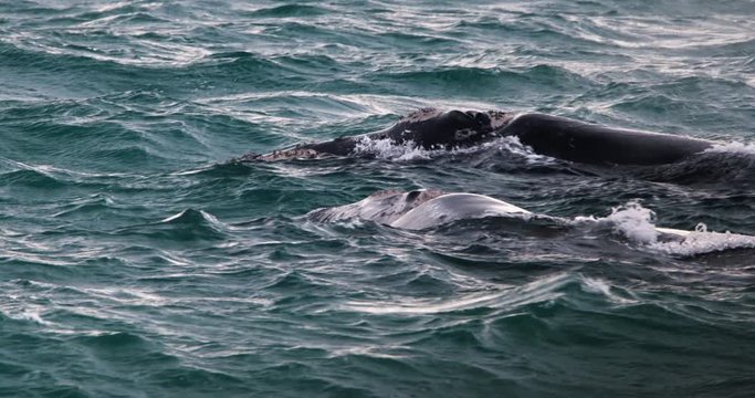 Southern Right whale mother and calf off Southern Ocean. Filmed off the coast in Portland Victoria Australia. 