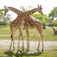 Two crossed giraffes walking and eating tree leaves. Safari.