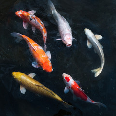 Bunte Koi schwimmen in einem Teich