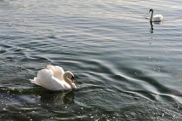 Pair of swans on the lake