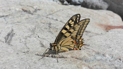 Little butterfly detail