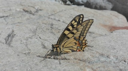 Butterfly detail